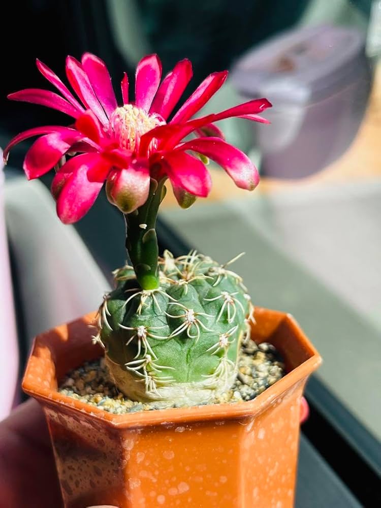 Amazon.co.jp: カリキウム属 緋花玉 ヒカダマ 丸サボテン 抜き苗 1株